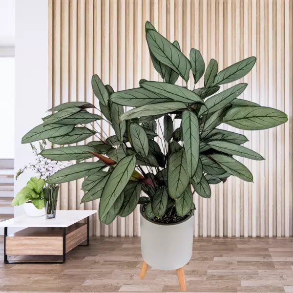 Ctenanthe (Ctenanthe setosa) - Ladybird Nursery