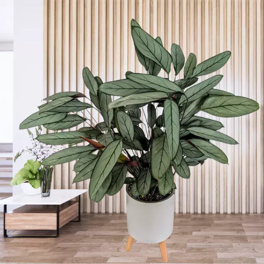 Ctenanthe (Ctenanthe setosa)