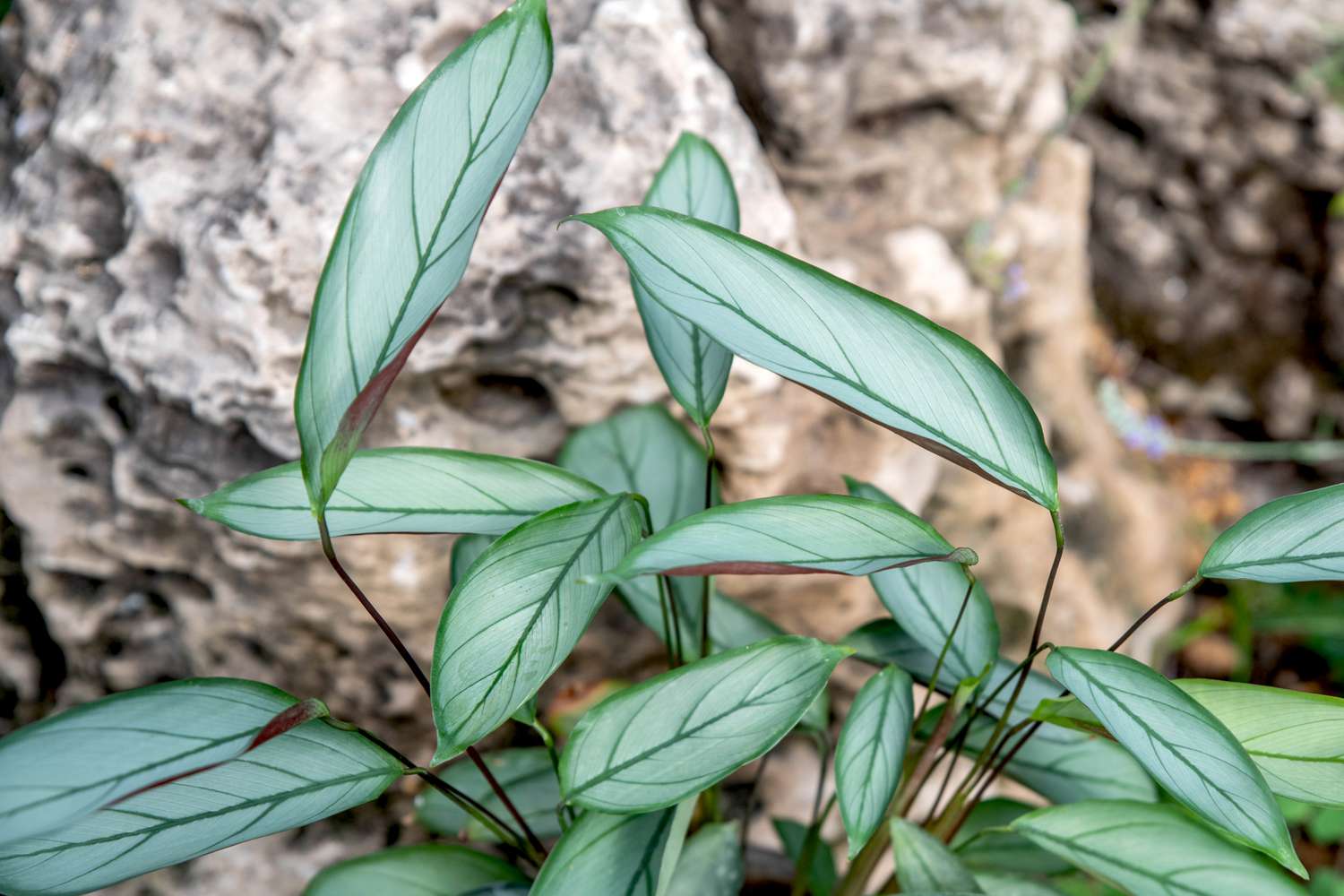Ctenanthe (Ctenanthe setosa)