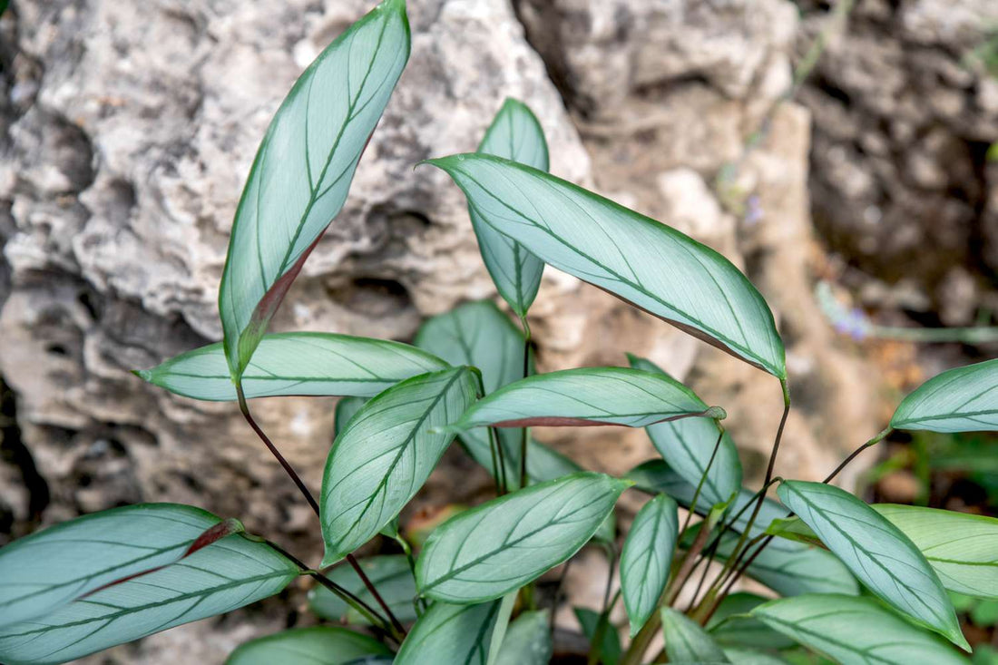 Ctenanthe 'Grey Star' (Ctenanthe setosa) - Ladybird Nursery