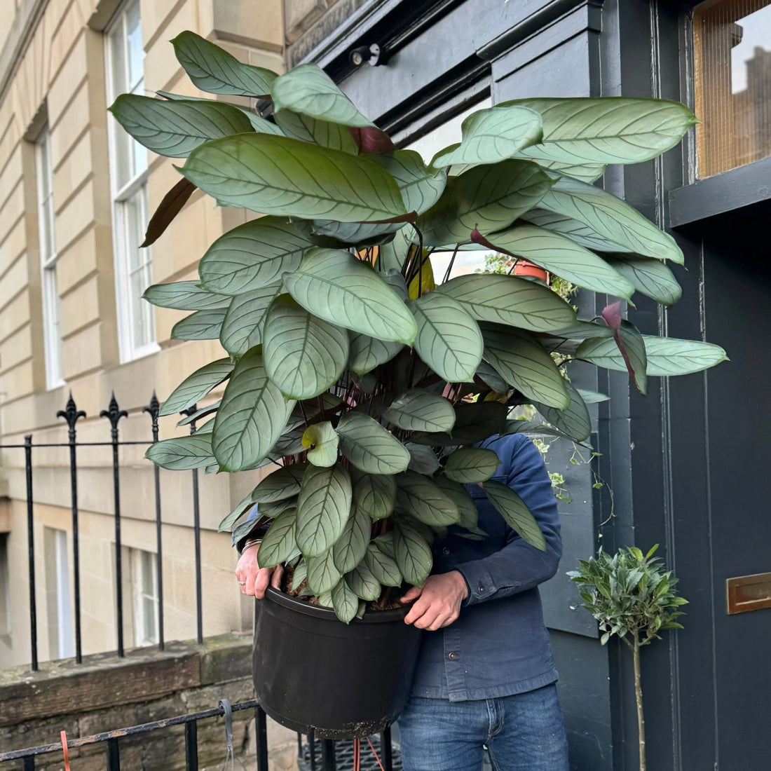 Ctenanthe 'Grey Star' (Ctenanthe setosa) - Ladybird Nursery