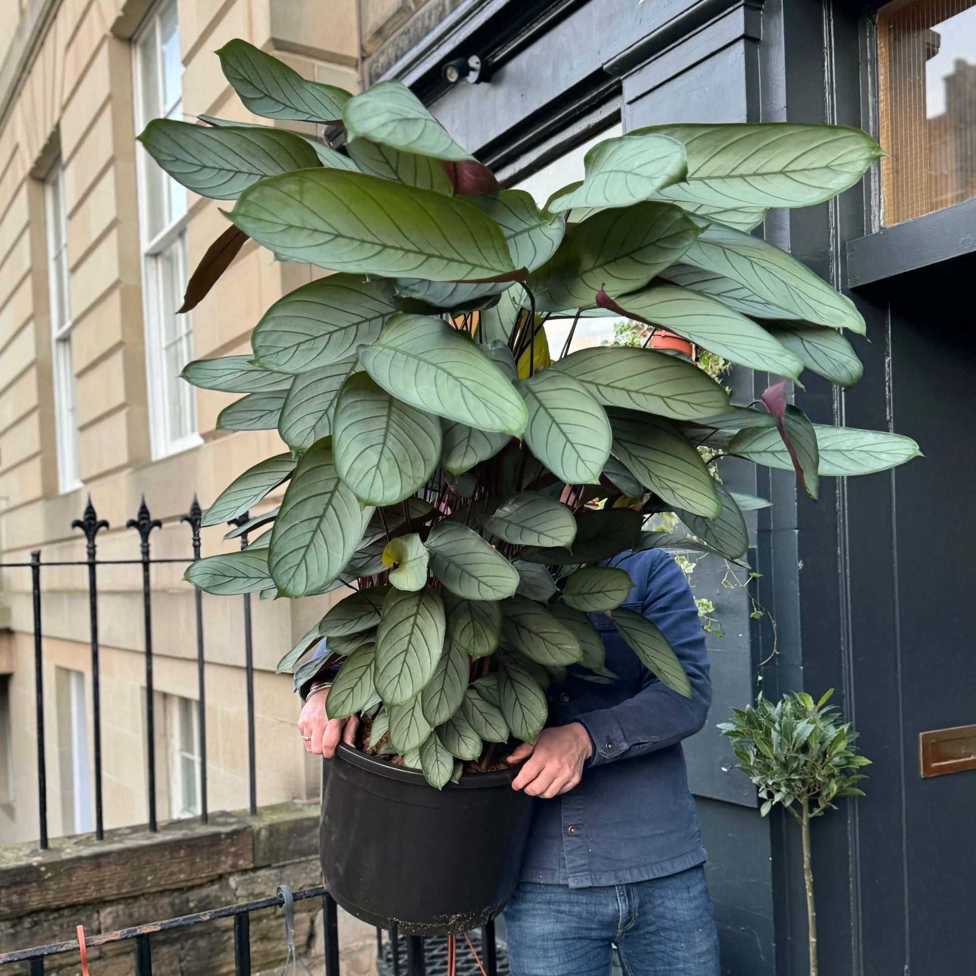 Ctenanthe Grey Star (Ctenanthe setosa)