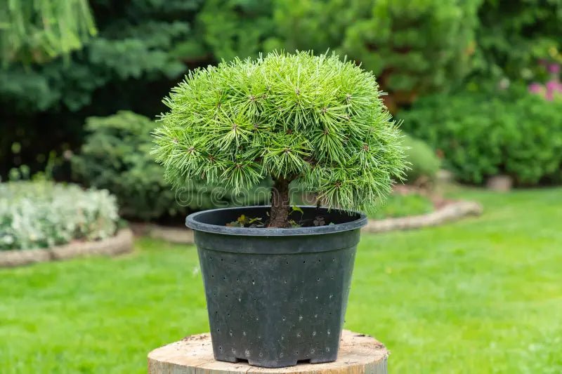 Dwarf Mountain Pine pumilio (Pinus mugo) - Ladybird Nursery