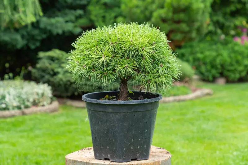 Dwarf Mountain Pine pumilio (Pinus mugo)