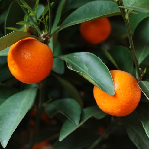 Dwarf Cumquat Calamondin (QLD Only)