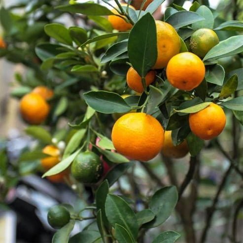 Cumquat Calamondin (QLD Only) - Ladybird Nursery