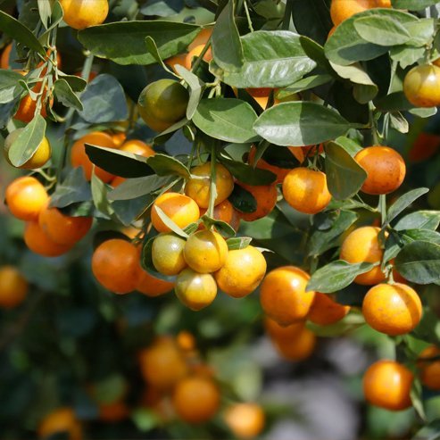 Cumquat Calamondin (QLD Only)