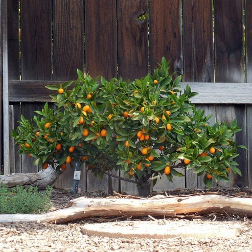 Cumquat Hong Kong (QLD Only) - Ladybird Nursery