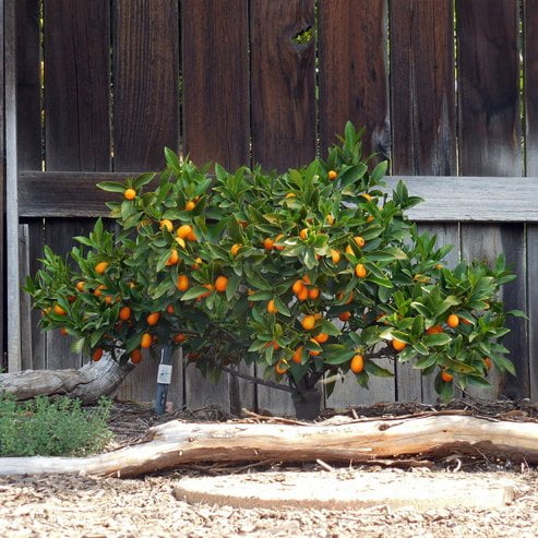 Cumquat Hong Kong (QLD Only)