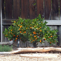 Cumquat Hong Kong (QLD Only)