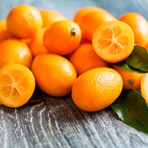 Cumquat Hong Kong (QLD Only) - Ladybird Nursery