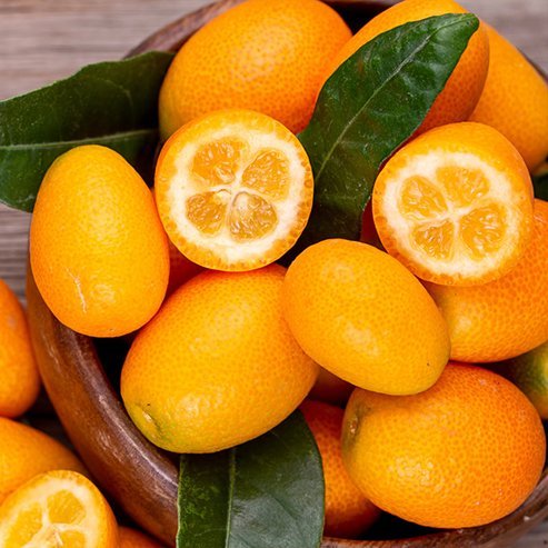 Cumquat Hong Kong (QLD Only) - Ladybird Nursery