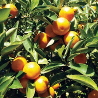 Cumquat Meiwa (QLD Only)