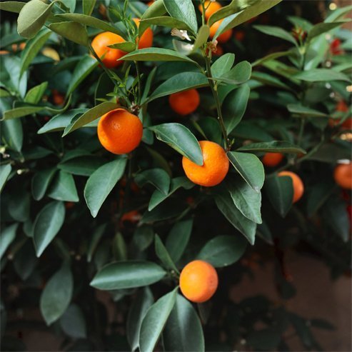 Cumquat Meiwa (QLD Only) - Ladybird Nursery
