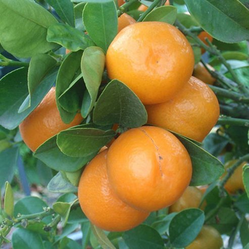 Cumquat Meiwa (QLD Only) - Ladybird Nursery