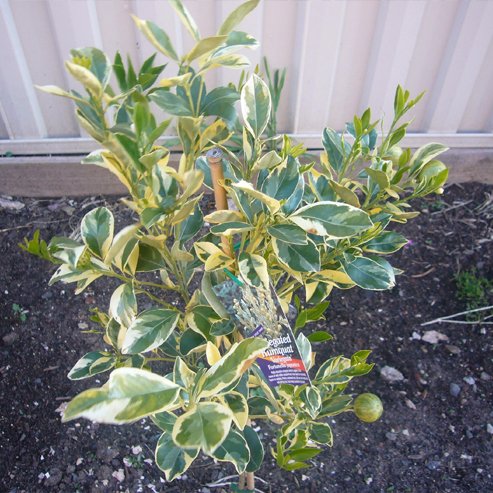 Dwarf Cumquat Variegated (QLD Only)