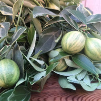Dwarf Cumquat Variegated (QLD Only) - Ladybird Nursery