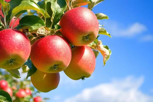 Apple 'Cumulus' - Ladybird Nursery
