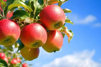 Apple 'Cumulus' - Ladybird Nursery
