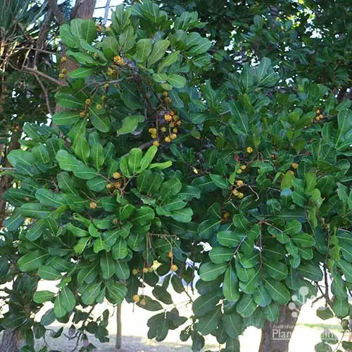 Tuckeroo (Cupaniopsis anacardioides)