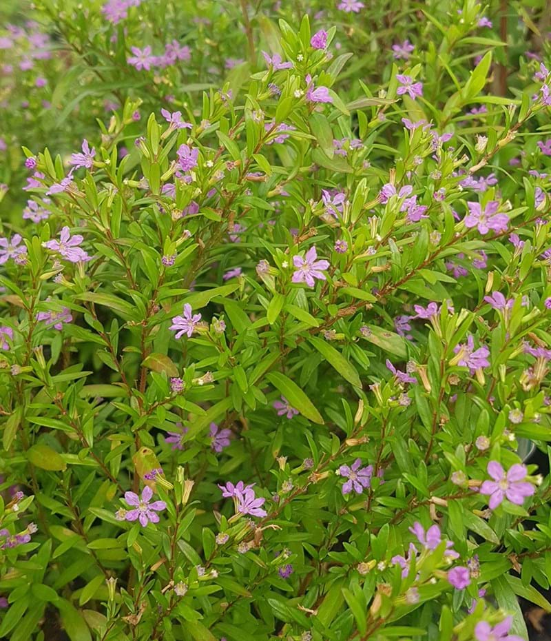 Cuphea Mauve (Cuphea Robs)