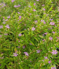 Cuphea Mauve (Cuphea Robs)