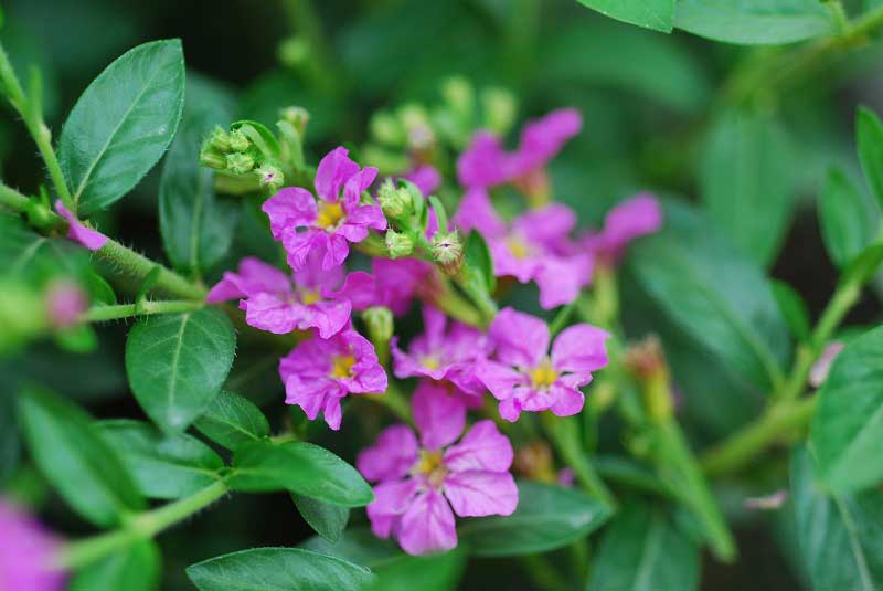 Cuphea Pink (Cuphea Jocelyns)