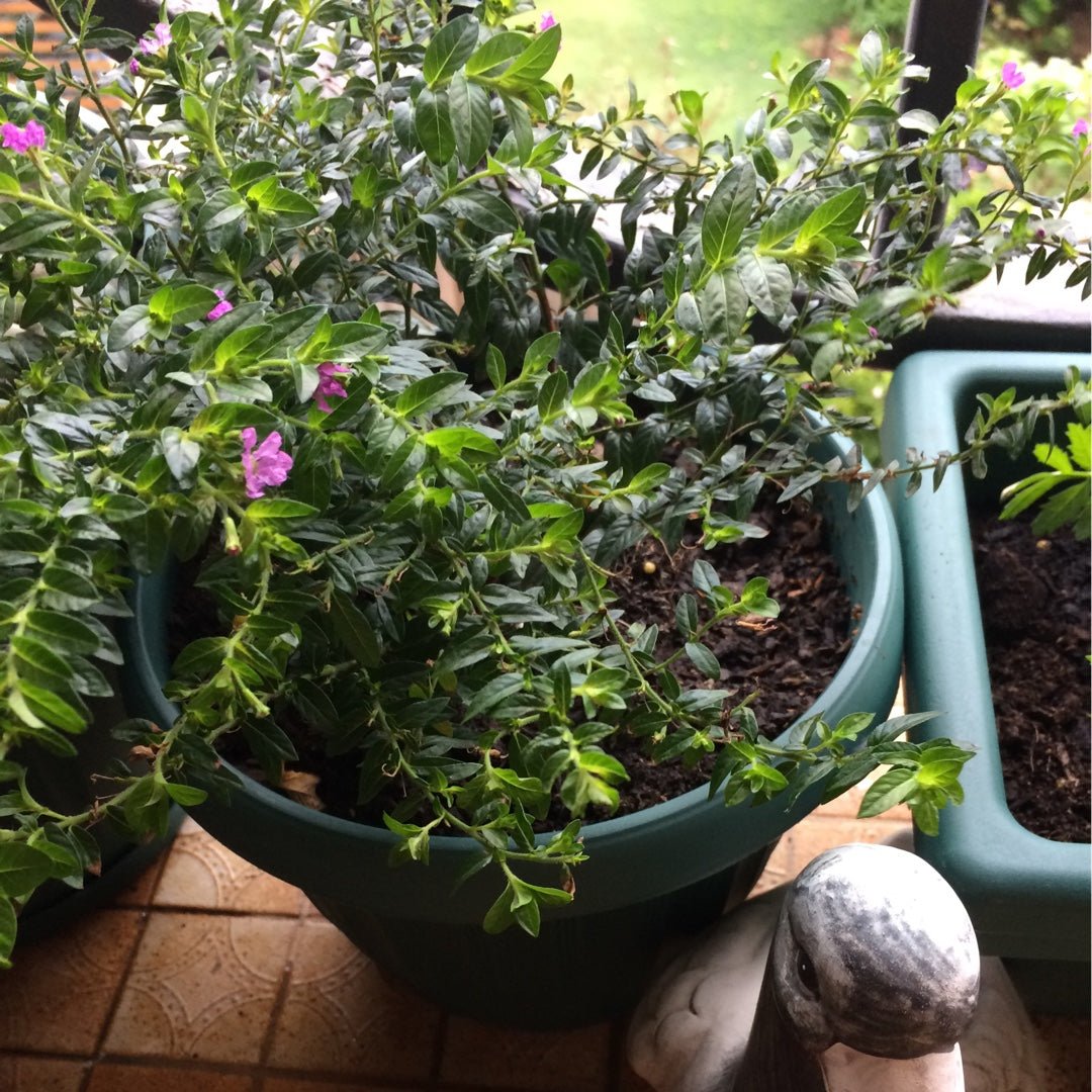 Cuphea Hatter Mauve (Cuphea Mad) - Ladybird Nursery