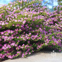 Cuphea Pink (Cuphea Jocelyns)