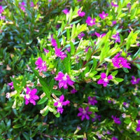 Cuphea Mauve (Cuphea Robs) - Ladybird Nursery