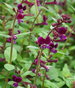Cuphea Hatter Mauve (Cuphea Mad)