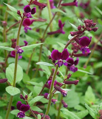 Cuphea Hatter Mauve (Cuphea Mad)
