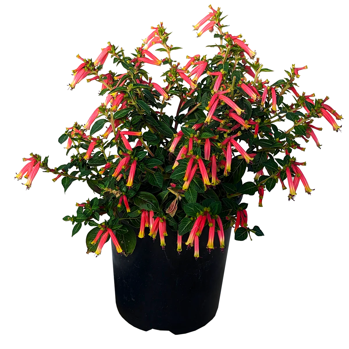 Cuphea (Cuphea Honeybells)