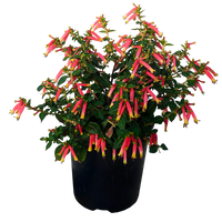 Cuphea (Cuphea Honeybells)