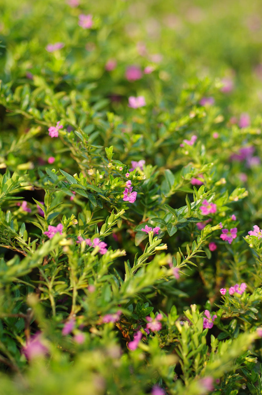 Assorted (Cuphea spp.)