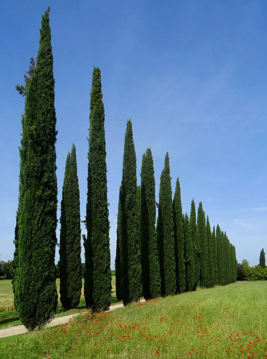 Advanced size Italian Cypress Nitschke's (Cupressus sempervirens) PICK UP ONLY