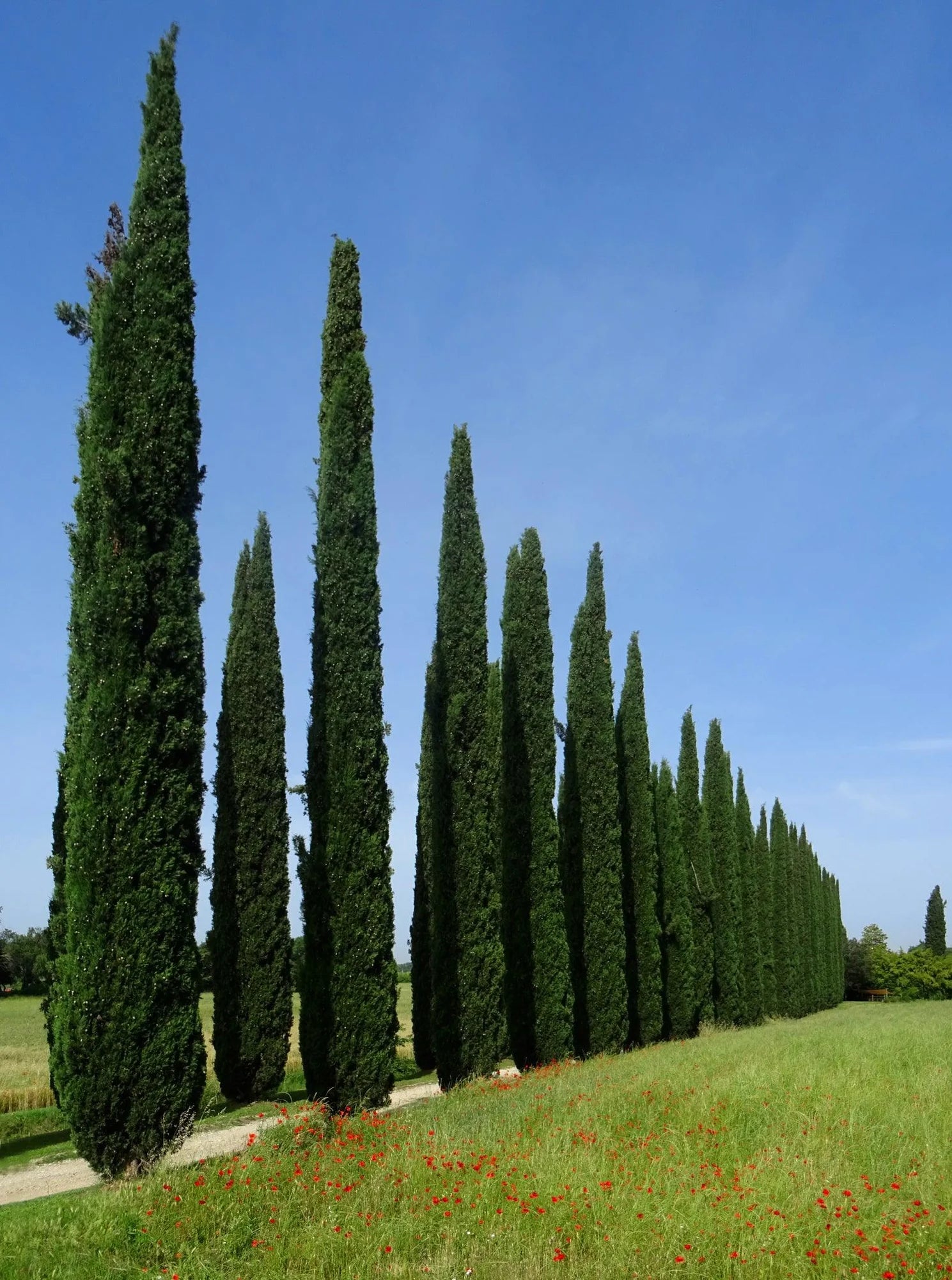 Italian Cypress Nitschkes Needles (Cupressus sempervirens)