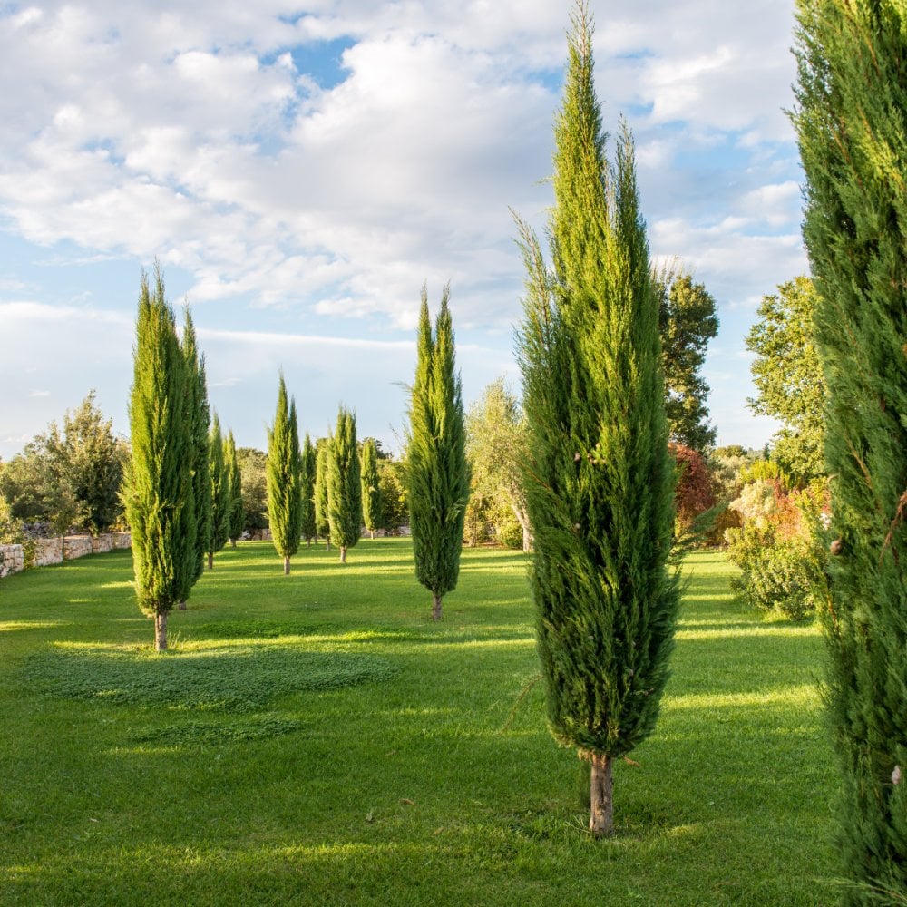 Italian Cypress WA Form (Cupressus sempervirens) - Ladybird Nursery
