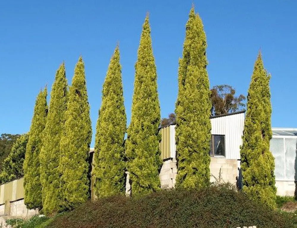 Italian Cypress Swanes Gold (Cupressus sempervirens) - Ladybird Nursery