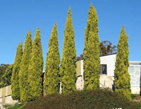 Italian Cypress Swanes Gold (Cupressus sempervirens) - Ladybird Nursery
