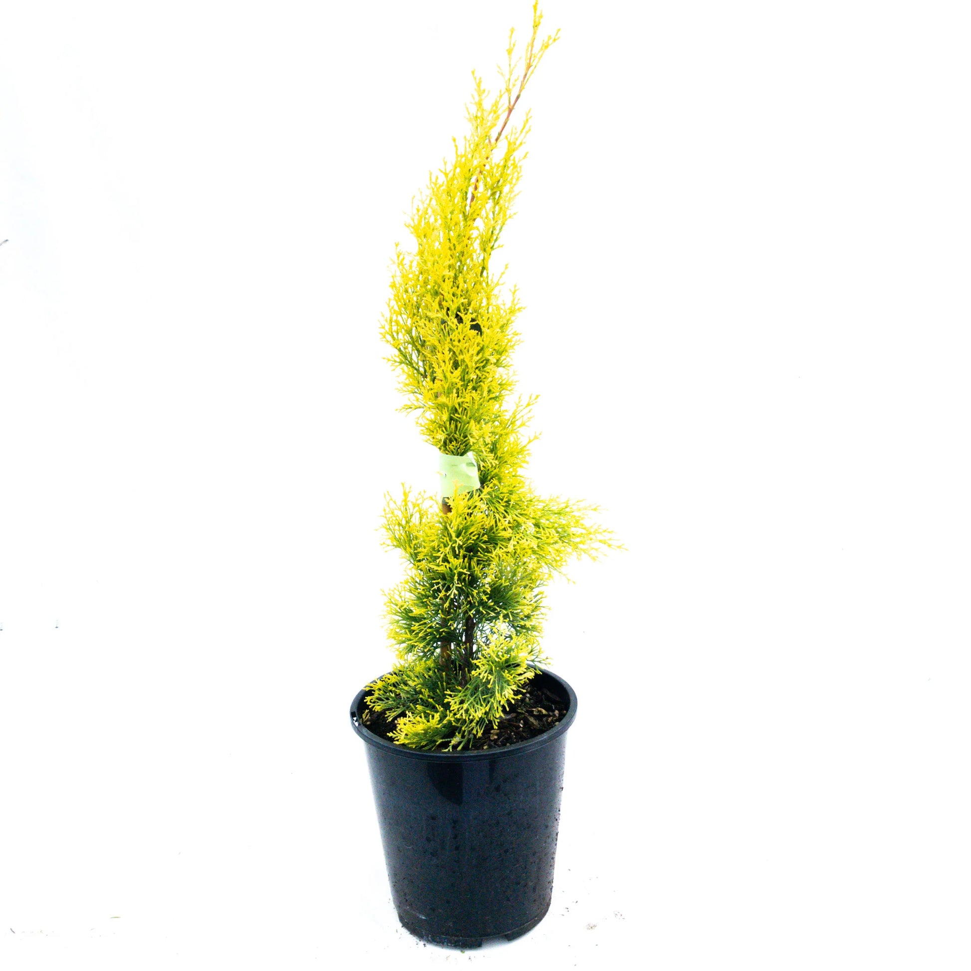 Italian Cypress Swanes Gold (Cupressus sempervirens)