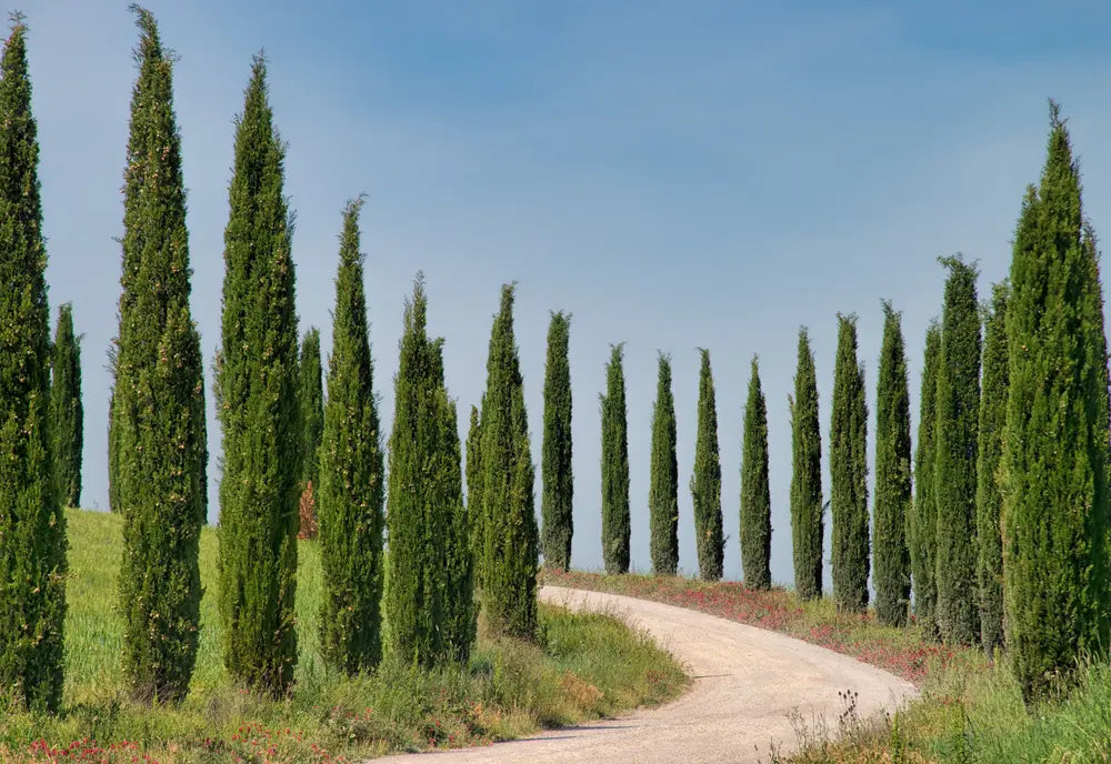 Italian Cypress (Cupressus sempervirens)