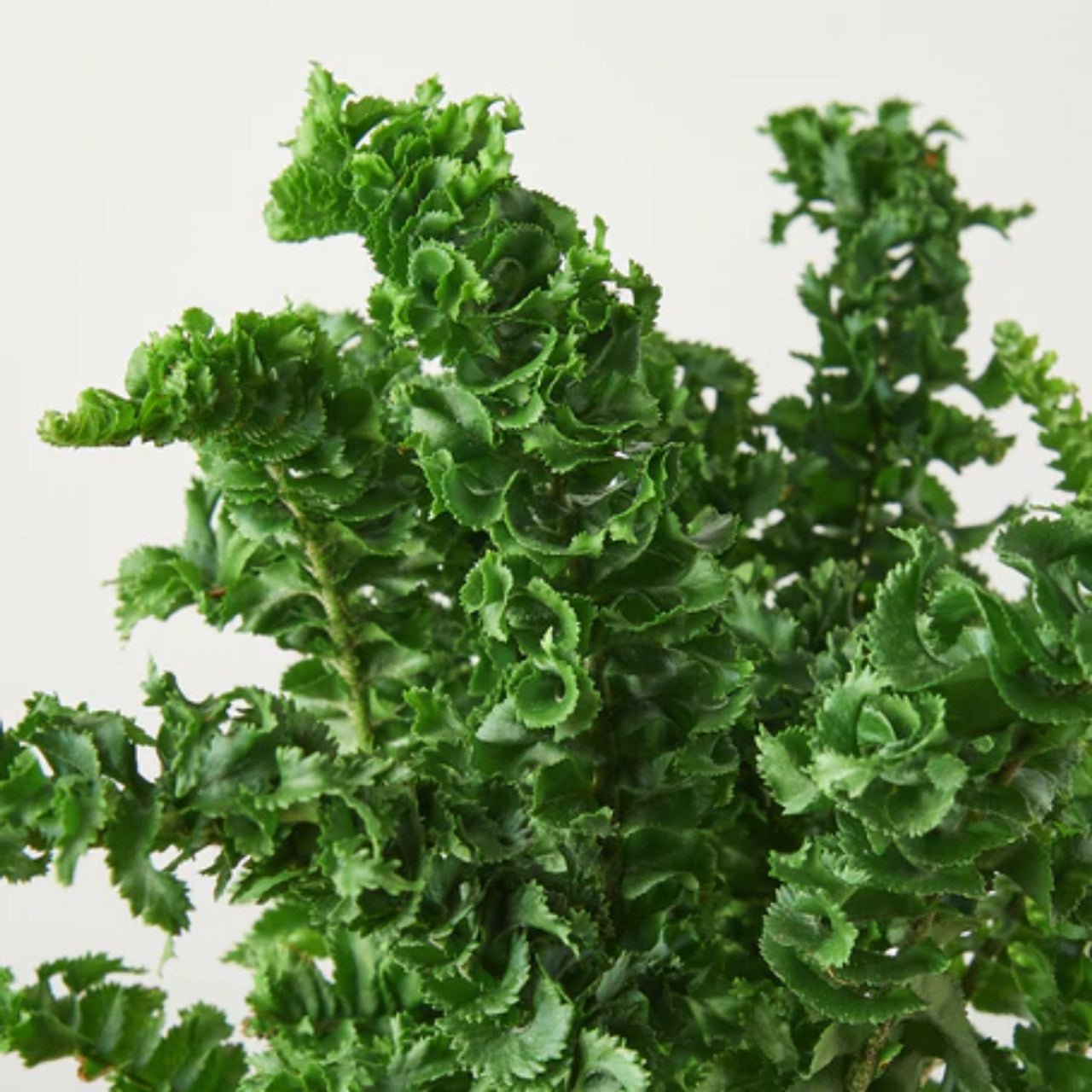 Boston Fern Curly Locks (Nephrolepis exaltata) - Ladybird Nursery