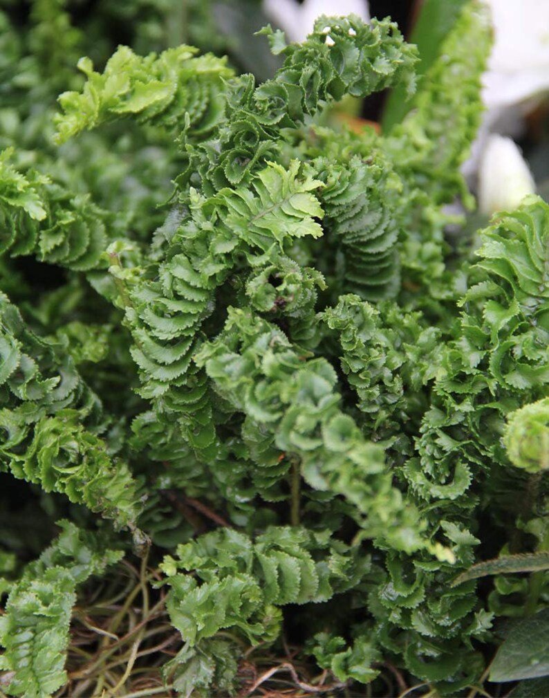 Boston Fern Curly Locks (Nephrolepis exaltata) - Ladybird Nursery