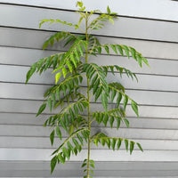 Curry Tree (Murraya koenigii) - Large