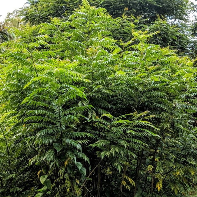 Curry Tree (Murraya koenigii)