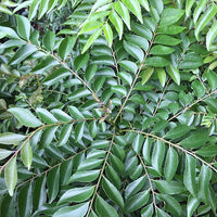 Curry Tree (Murraya koenigii)