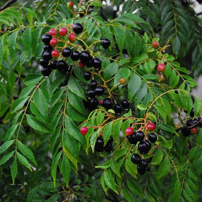 Curry Tree (Murraya koenigii) Fruit Tree – Buy Now! – Ladybird Nursery
