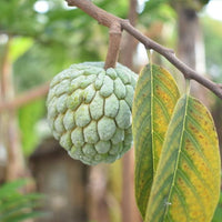 Custard Apple African pride seedling