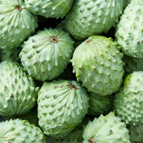 Custard Apple African pride seedling
